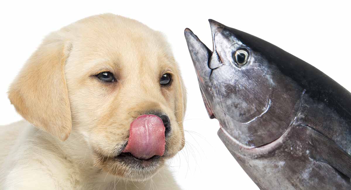 Confidence In Knowing If My Dog Can Eat Cooked Fish