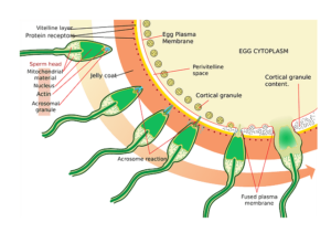 The process of fertilization